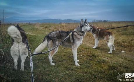 Galeria - Dogtrekking