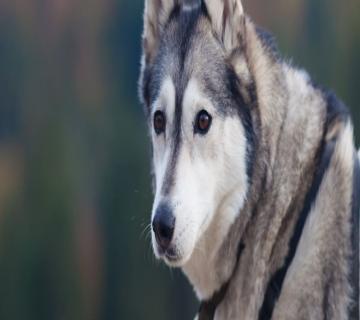  Letnie atrakcje Zakopane i okolice- nie tylko dla dzieci – dogtrekking