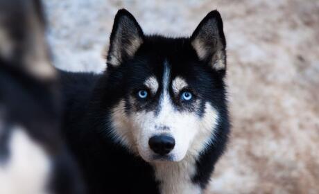 Galeria - Dog Sledding - Alaskan Husky Adventure