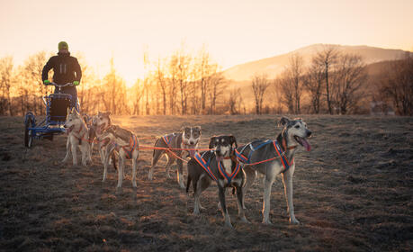 Galeria - Dog Sledding - Alaskan Husky Adventure and Bonfire in a Tipi - Podwilk