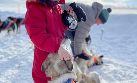 Galeria - Dog Sledding - Alaskan Husky Adventure
